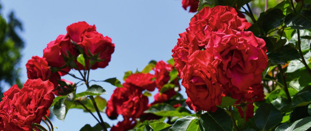 224_4002_rgb-scaled-aspect-ratio-1245-485