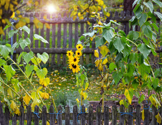 225_4408_rgb-scaled-aspect-ratio-518-400
